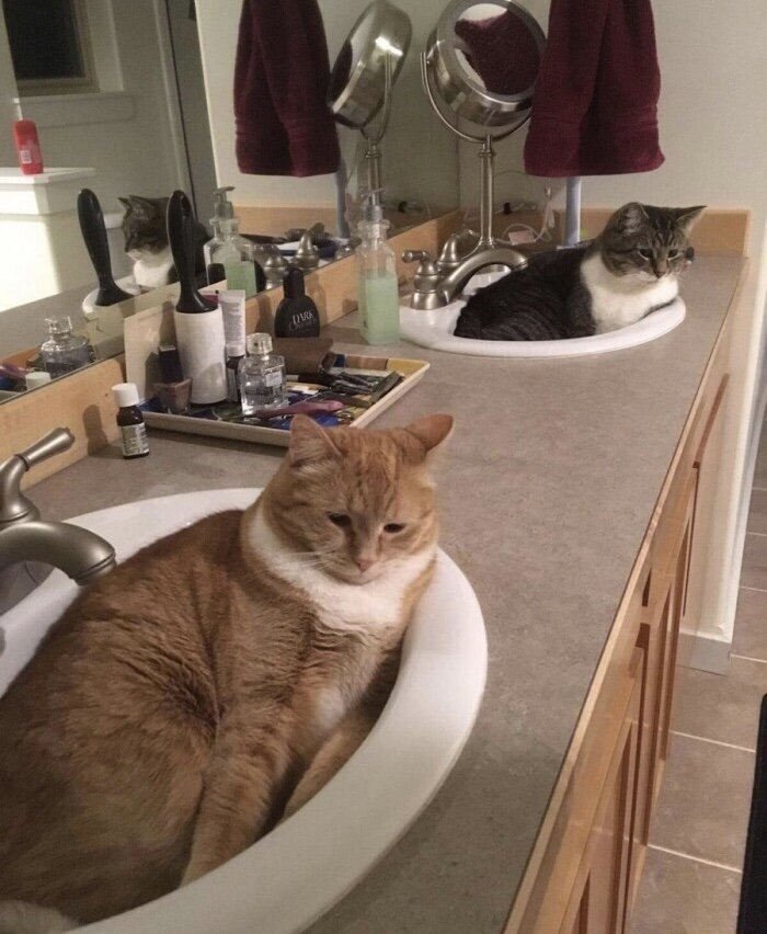 Фото с сервера Яндекс.Картинки