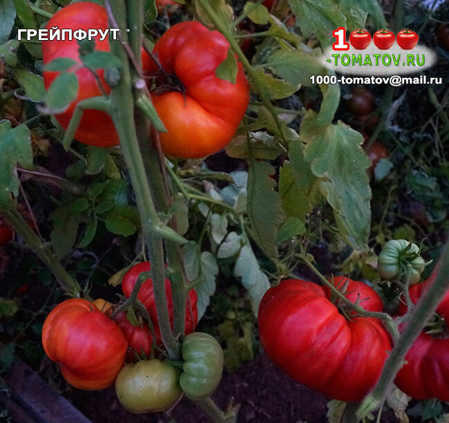 Томат Грейпфрут фото 2