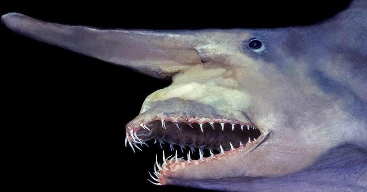 Акула-гоблин