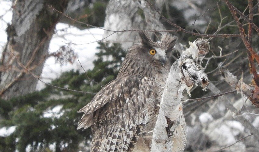 Фото: kurilskiy.ru