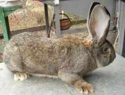 Фландр или бельгийский великан: содержание, уход, разведение