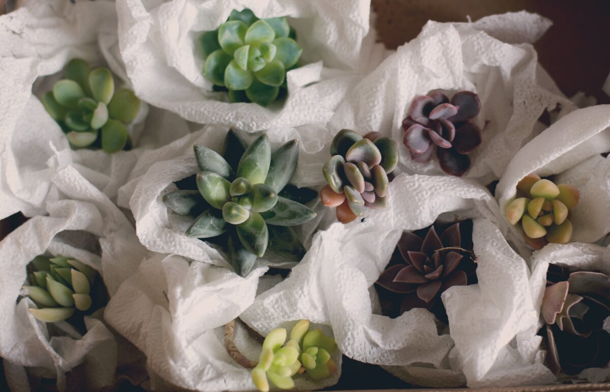 Туалетная бумага в действии