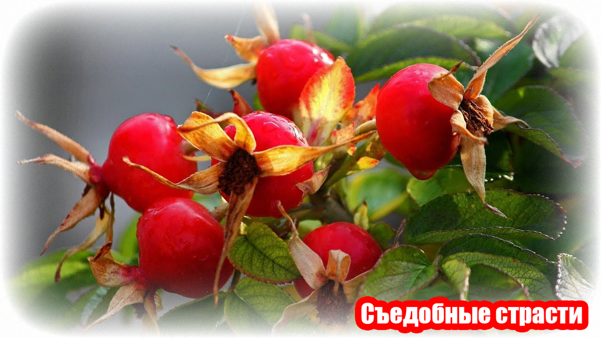 Дикая роза