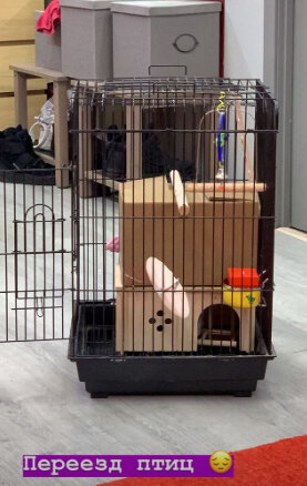 Черно отвезла попугаев к своим родственникам
Фото: «Инстаграм»