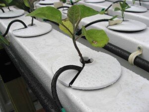 Если же пластиковая труба углублена в  землю, то нужно ее обернуть при помощи целлофана или другого материала  такого типа, чтобы утеплить трубу на зимний период времени. 
Установка пластиковых труб