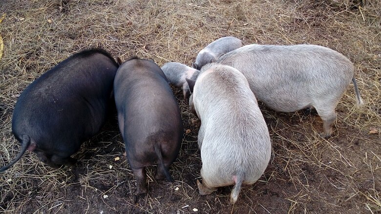Вот примерно такого размера подсвинки