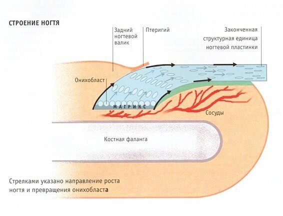 Строение ногтевой пластины