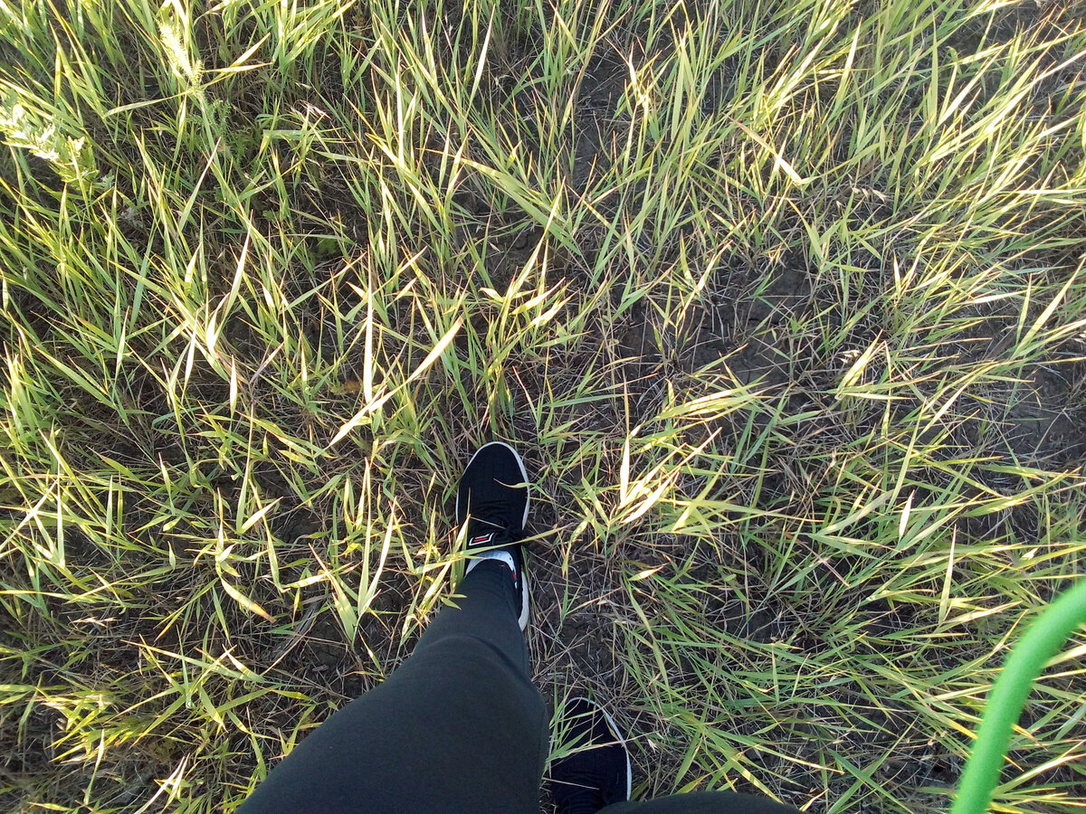 Луговая трава