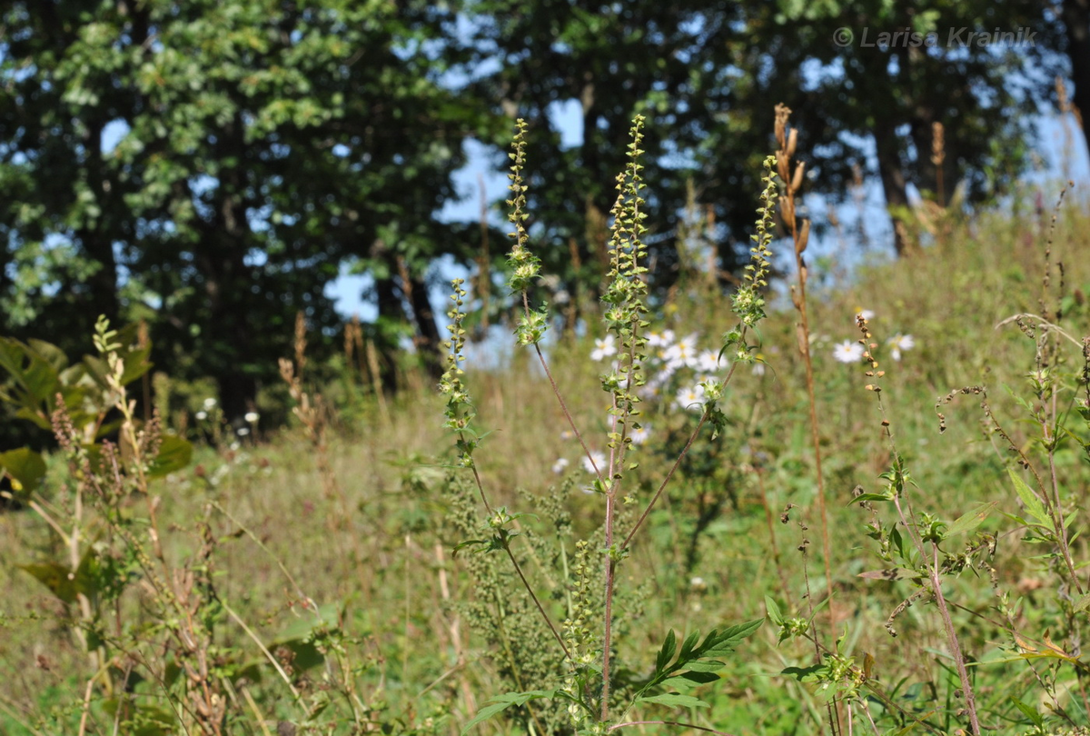 Амброзия полыннолистная. Приморский край, Автор Л. Крайник