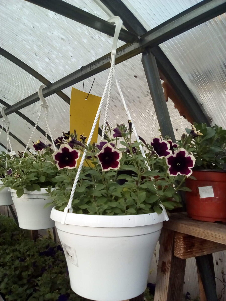 пластиковый горшок для петуний. кашпо для петуний сколько литров. петуния миллифлора пикобелла. петуньи гайдал. петуния ампельная рассада.