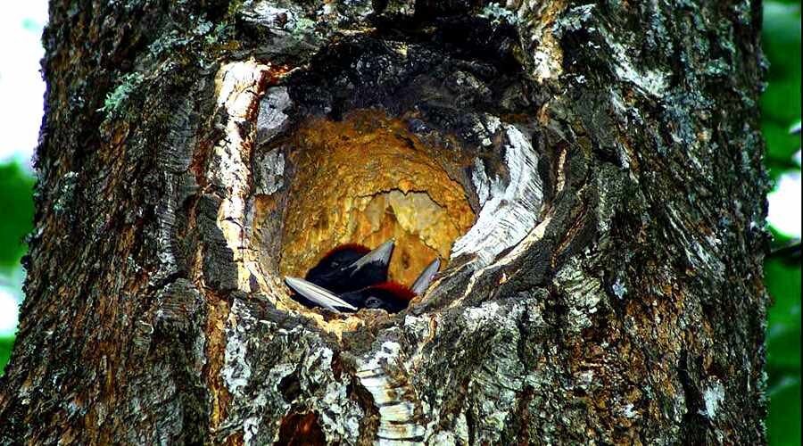 Белка маленькая, а сколько приносит пользы | Природа нашей планеты | Дзен