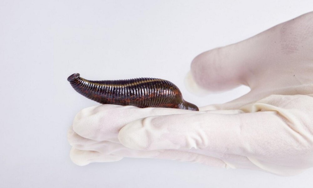 Hirudo medicinalis