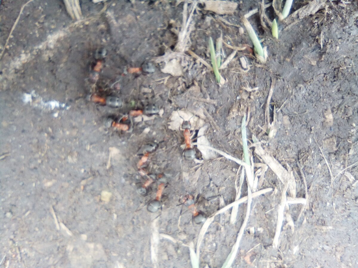 муравьи на пасеке