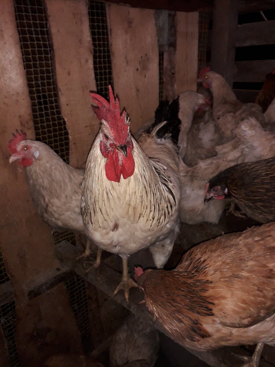 Наши красавцы петушки и курочки.