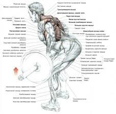 Тяга штанги к поясу 
Тяга штанги к поясу является важнейшим упражнением для развития мышц спины, и именно поэтому оно считается базовым. При правильном выполнении в работу также включаются мышцы плеч, грудные мышцы, предплечья и мышцы держатели рук.

Как и в остальных случаях, техника этого упражнения оттачивается при выполнении его со средним весом штанги. Тяга блока к поясу или упрощенные вариации, такие как тяга гантели к поясу в наклоне — совсем другие упражнения с иной механикой.