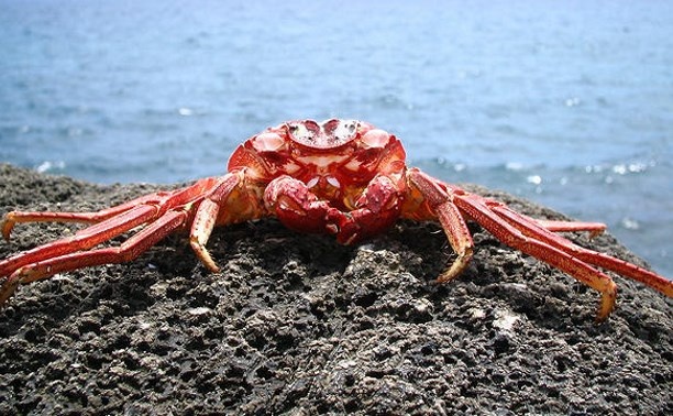 Ксению Собчак попрекнули сахалинскими крабами