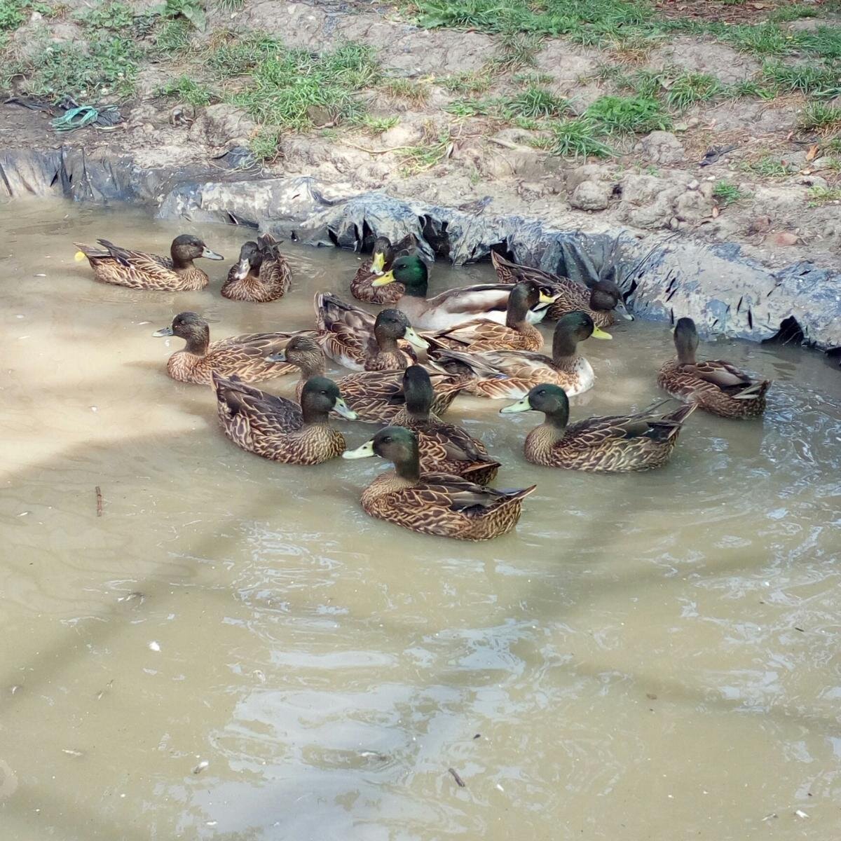 Стая подсадных уток  (фото найдено на просторах интернета)