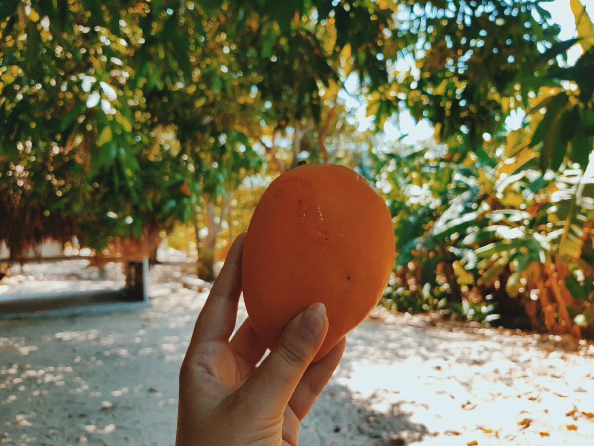 Вьетнамское манго, любимый фрукт