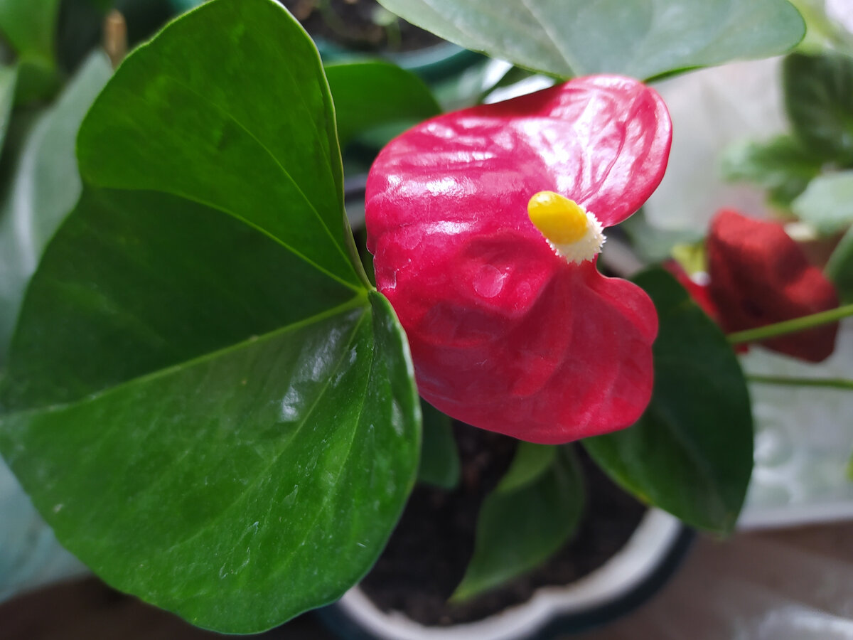 Мой антуриум