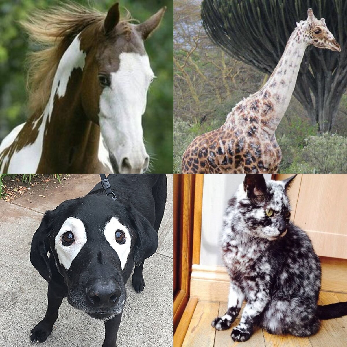 Фото: allvetdrugs.ru / pinterest.es / haysport.ru / yandex.ru /