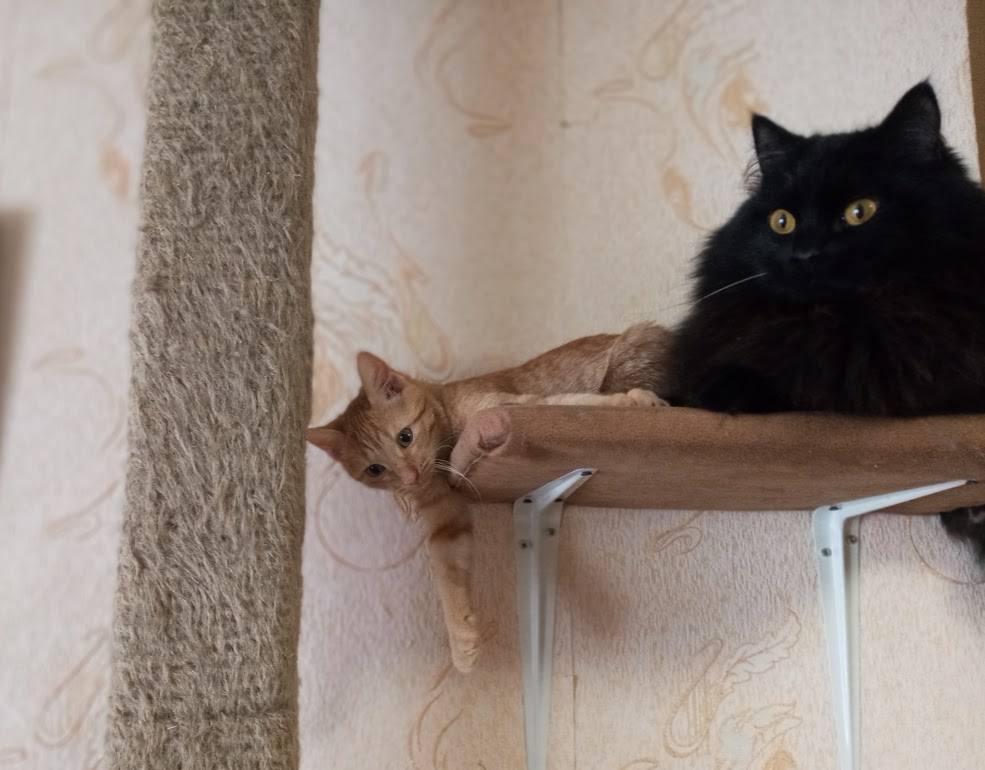 терпят друг друга)))