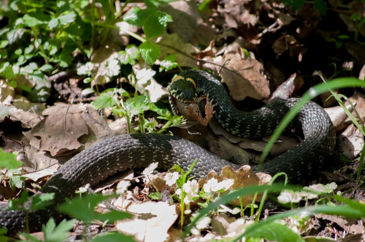 Уж поедает лягушку.