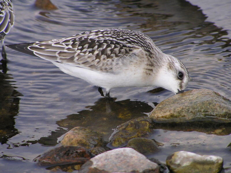 Фото Виталия Кощеева