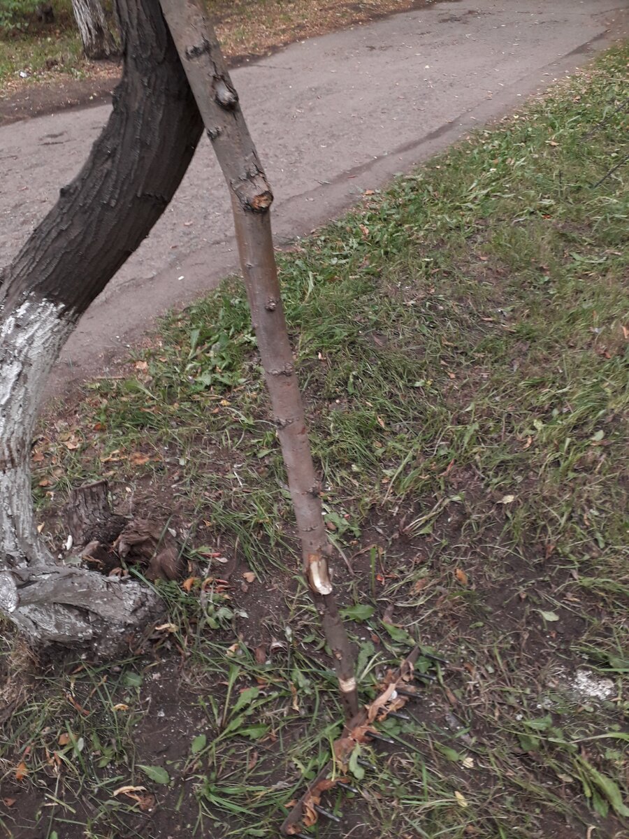 Самодельный черенок для граблей из парка