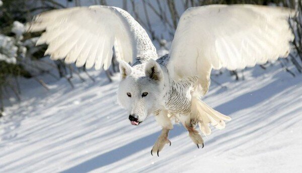                                                                              Полярный волк