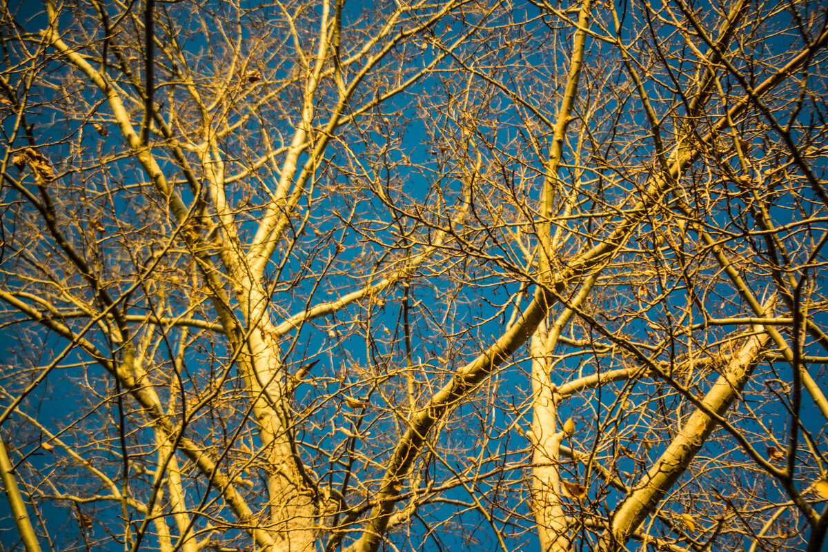 Деревья из ближайшего парка