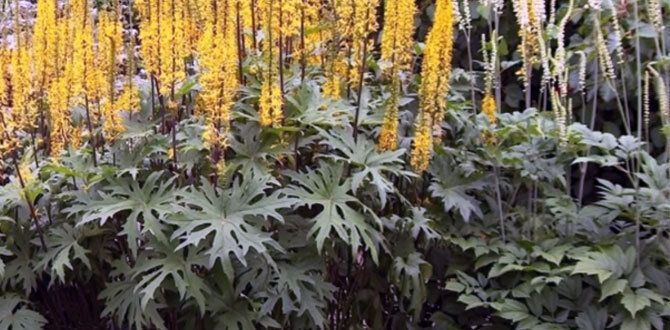 бузульник Пржевальского