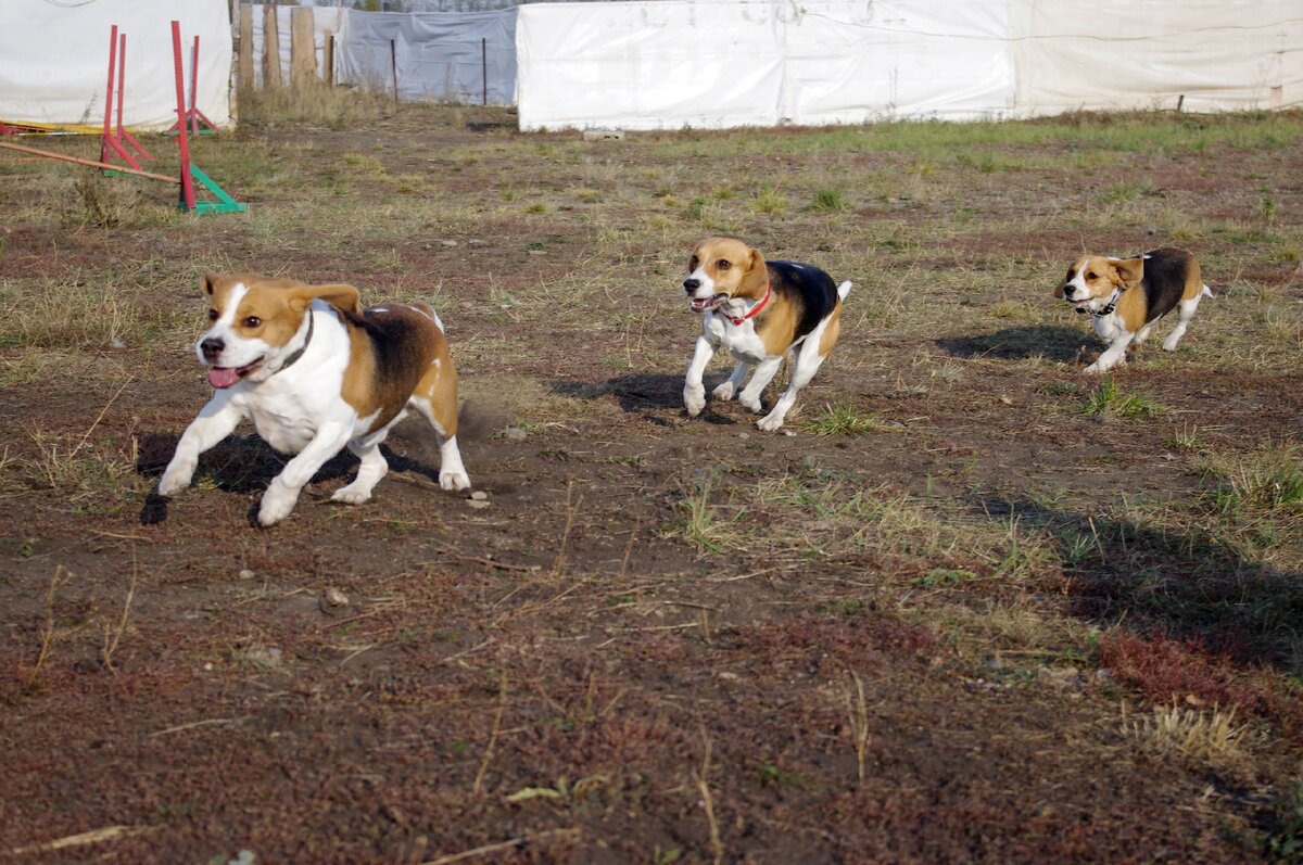 Бигли в отеле, пока хозяева в отпуске