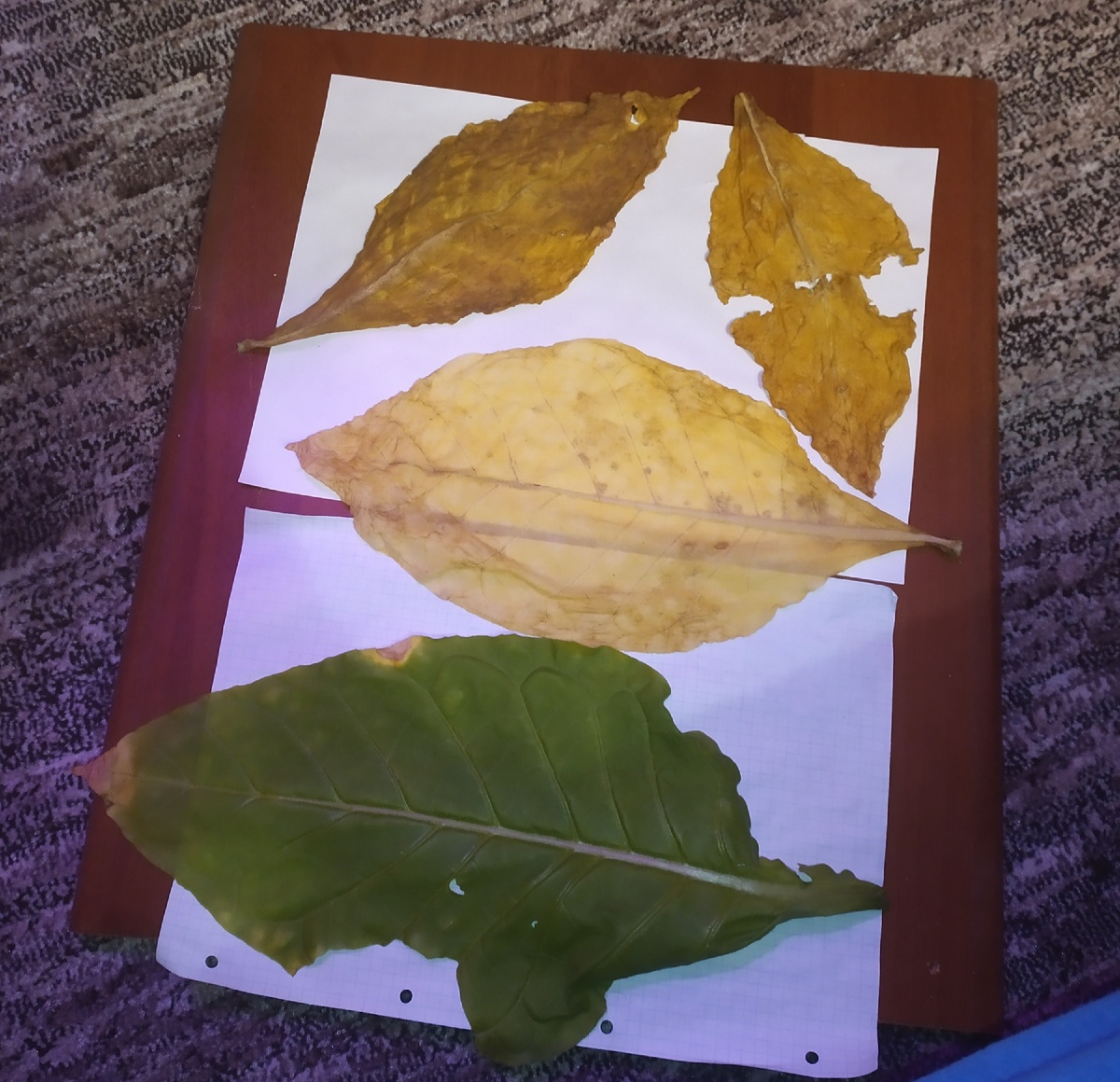 Стадии высыхания листа