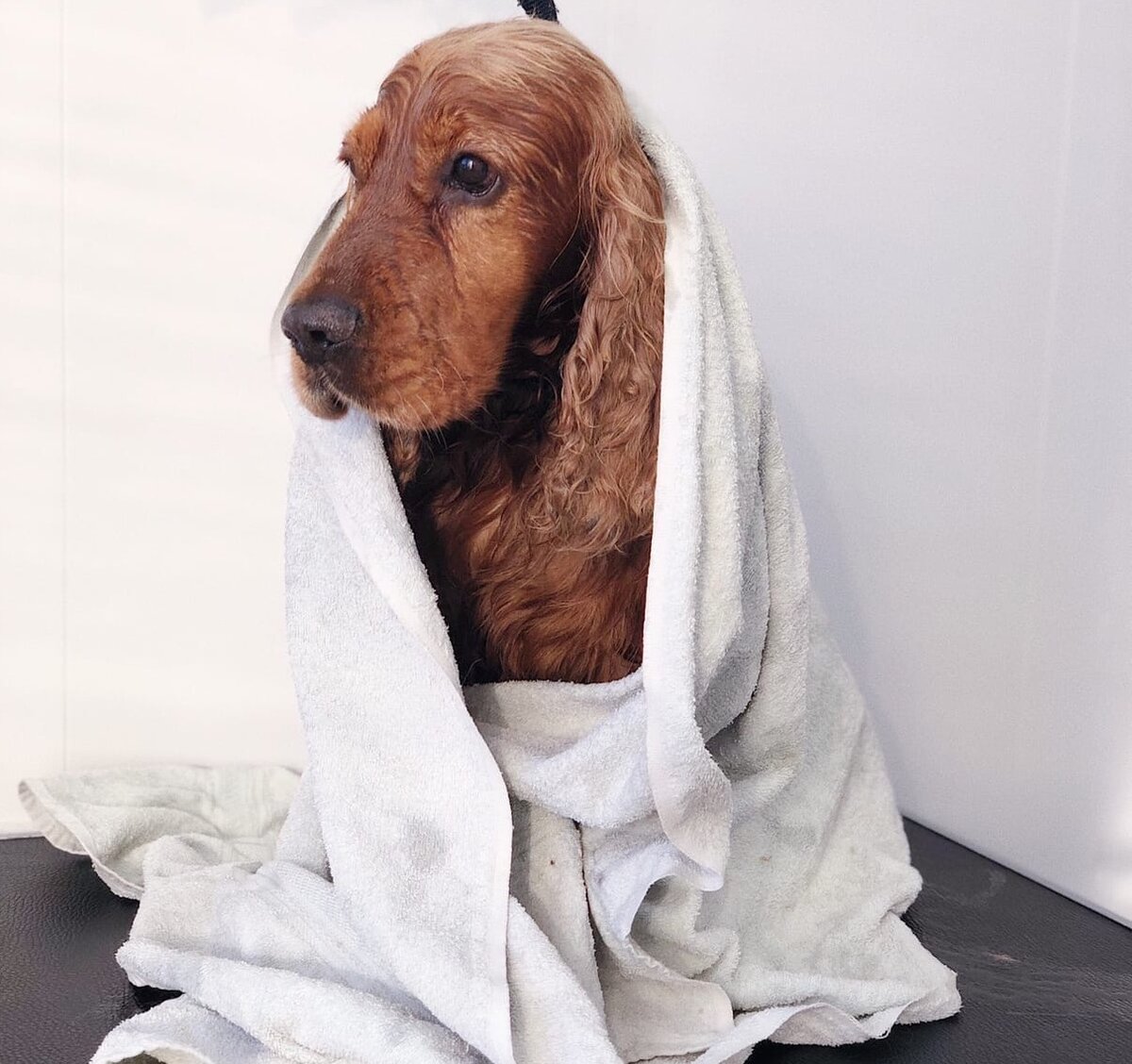 Груминг салон PetSpa, Архангельск vk.com/petspa