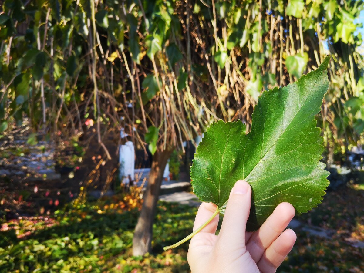 ШЕЛКОВИЦА плакучая (англ. white mulberry pendula) | Анастасия Смирнова |  Дзен