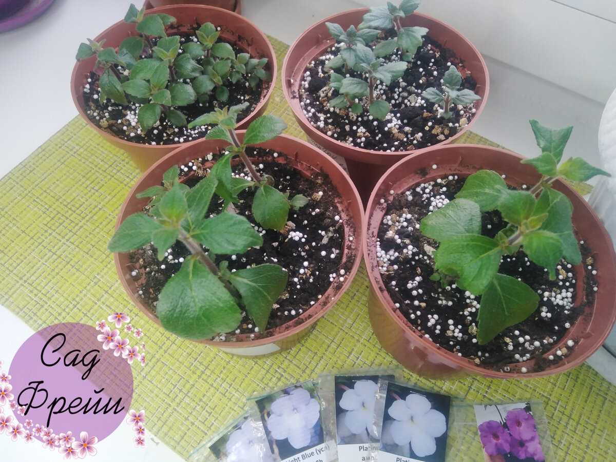 Моё зелёное сокровище