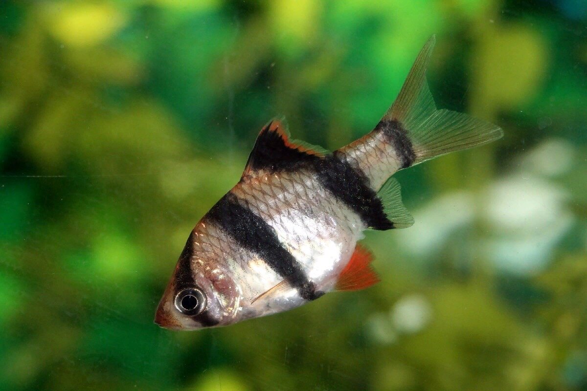 Барбус Суматранский - аквариумный хулиган!