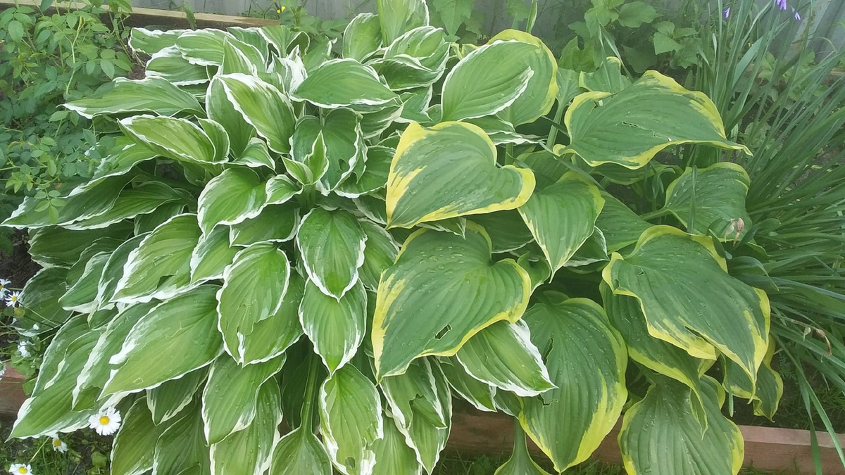 Настоящие красавицы