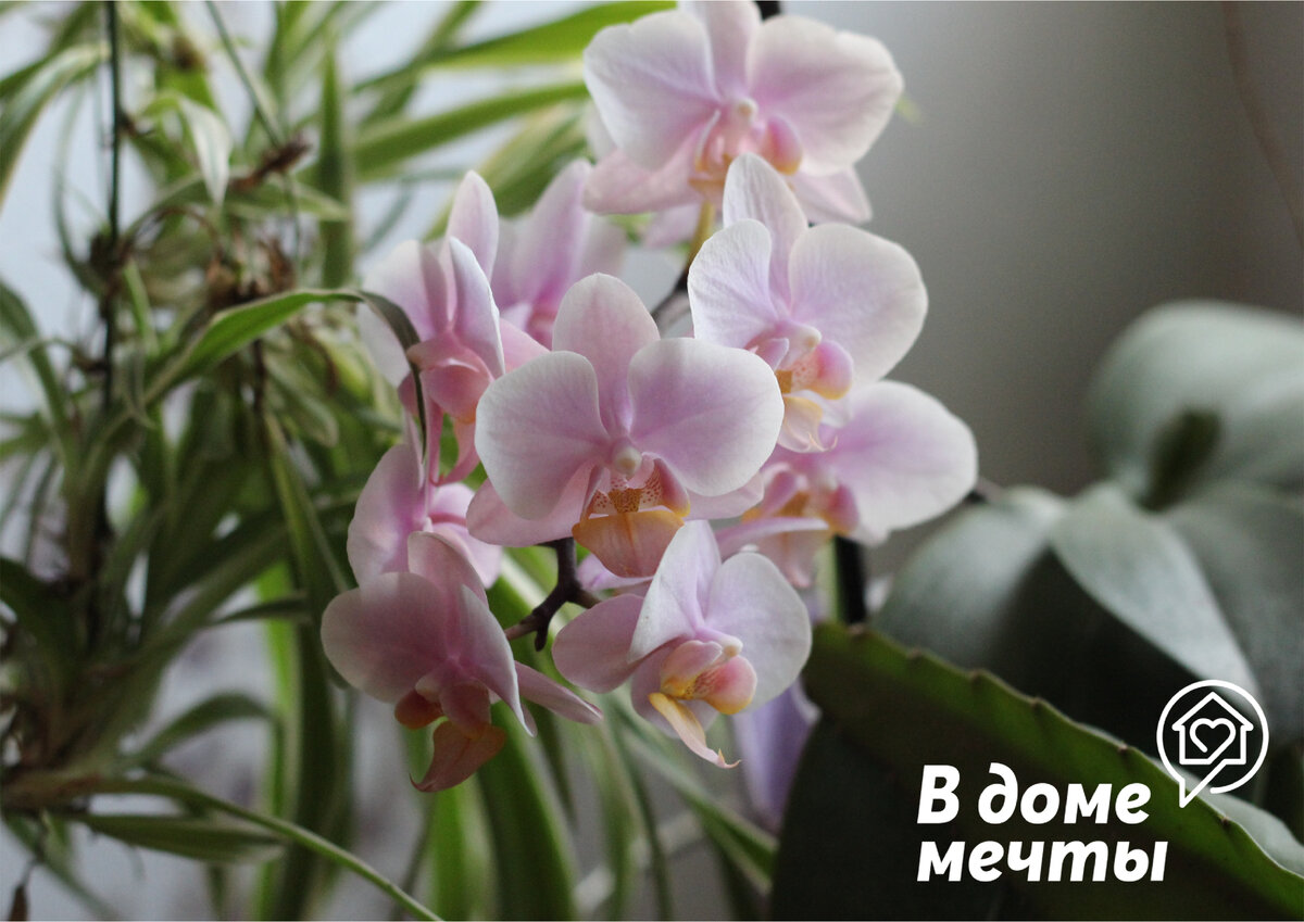 Гниение корней орхидей: причины и что делать