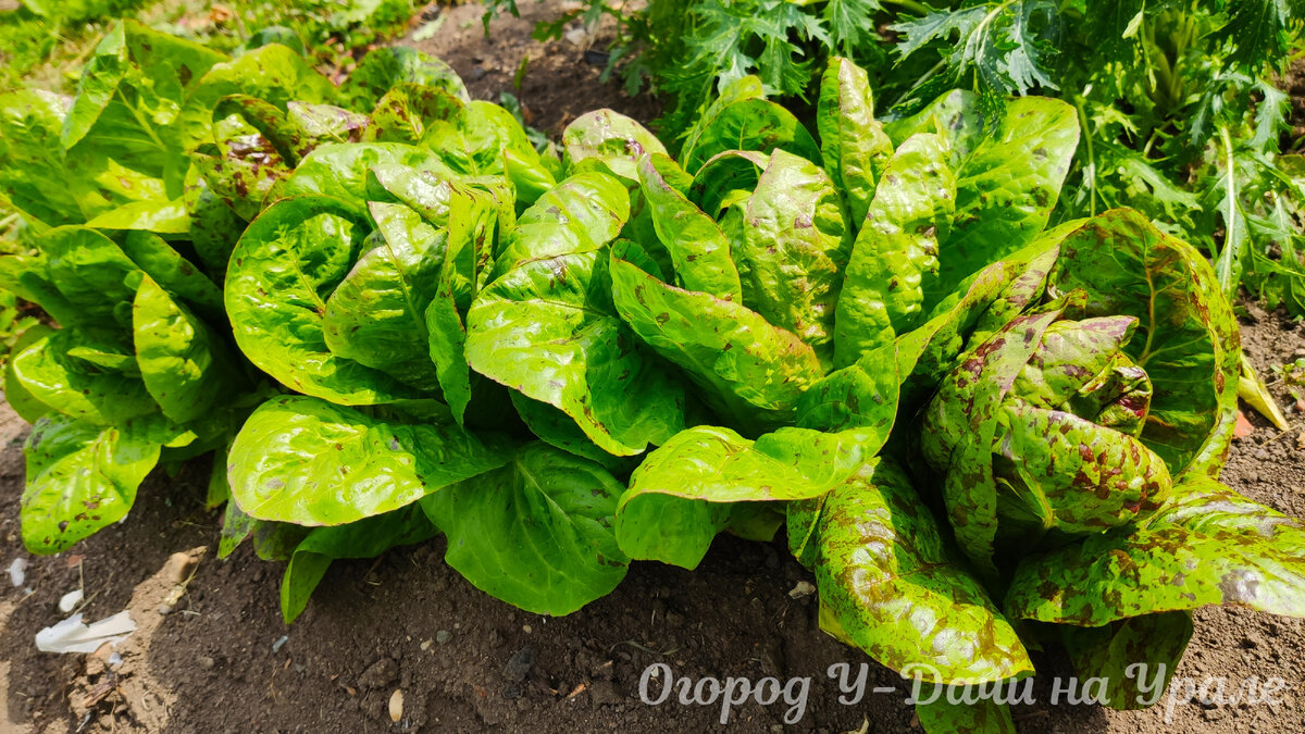 Салат Королевский пир