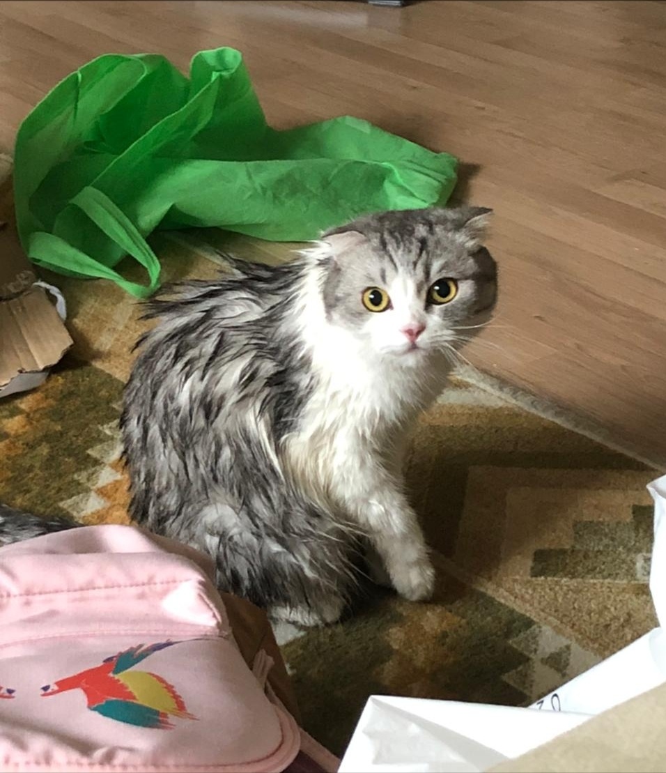 Наша недовольная  Кусена. 