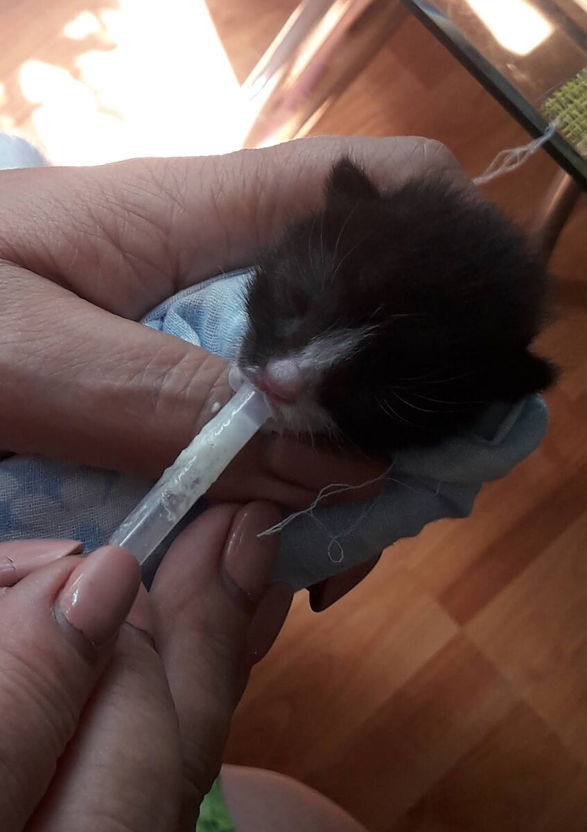 Котенок Лосось кушать изволит