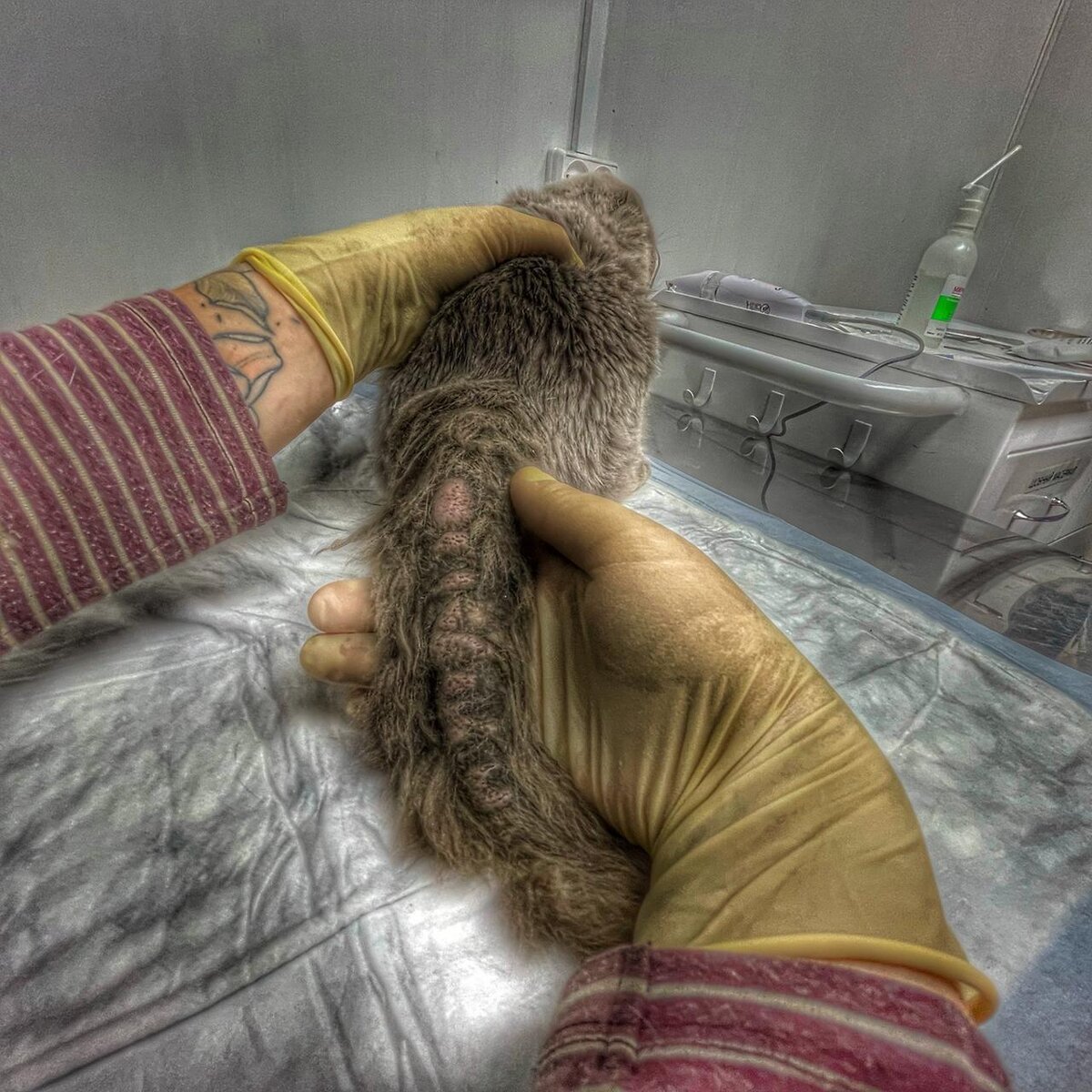 Приют для бездомных животных Омские Хвостики