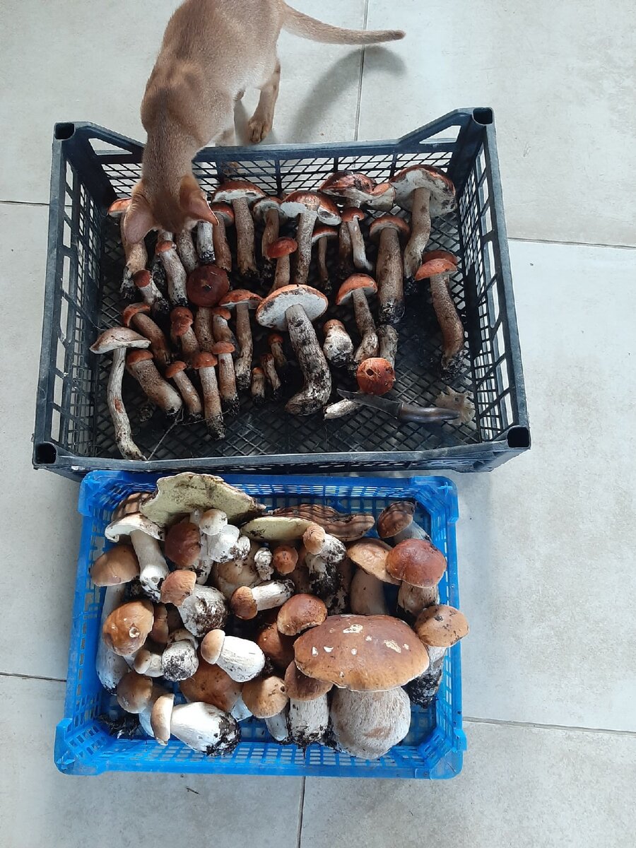 Б.Ижора, Ломоносовский район. 10.08.2011