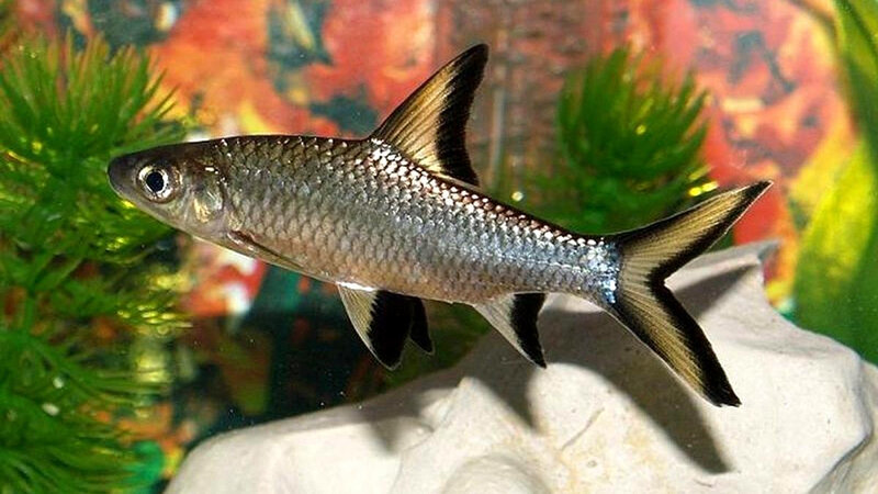 Акулий балу.Уход и содержание.