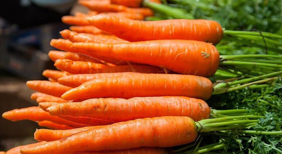 морковь фото