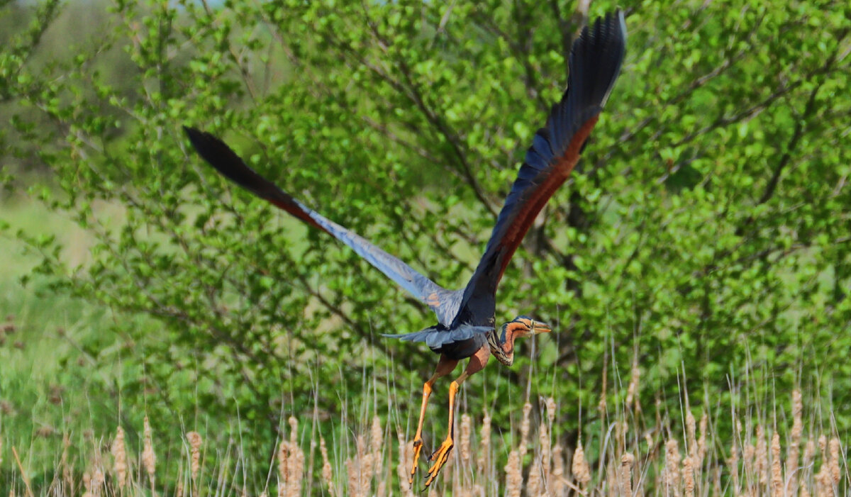 Взлет рыжей цапли