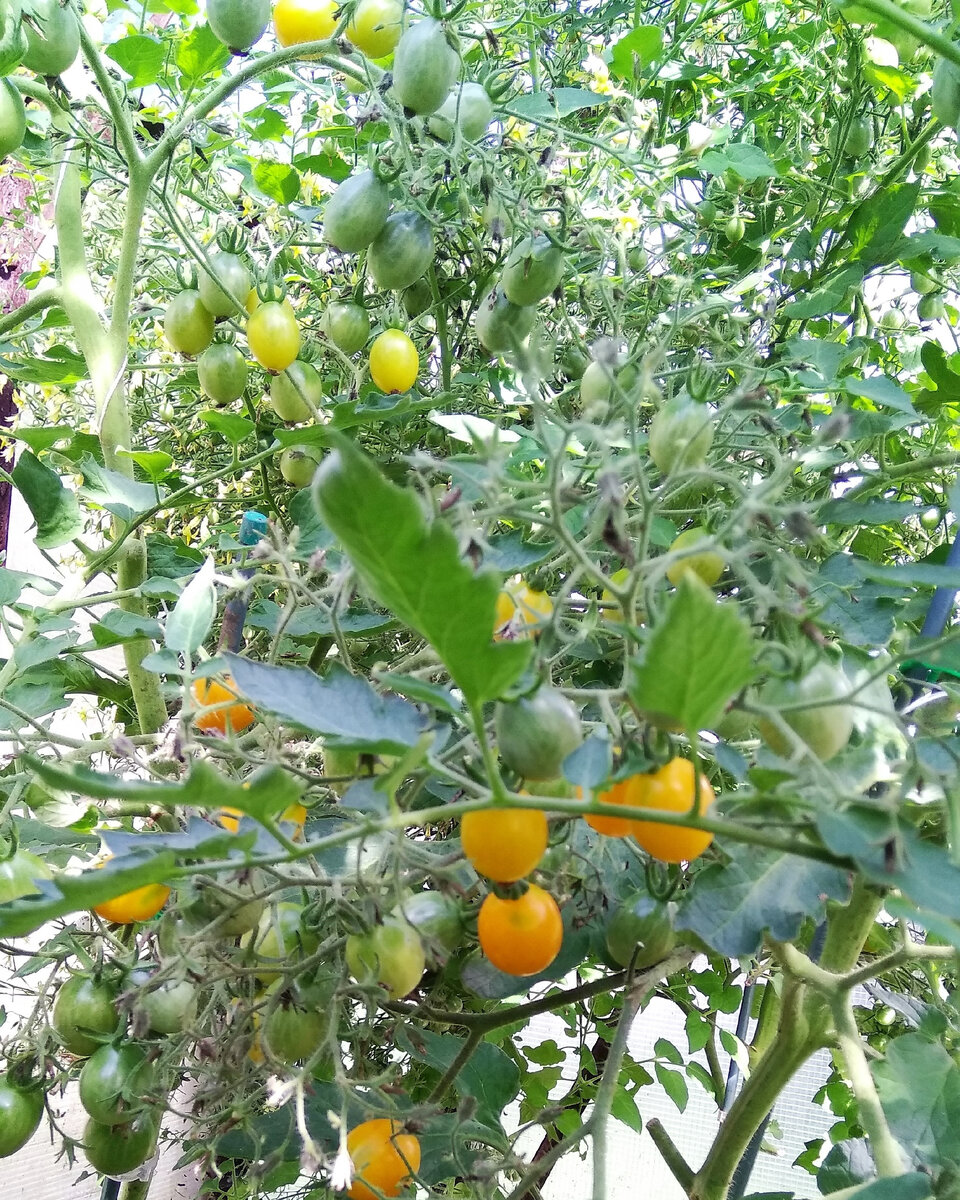 Карамель желтая. Поспевают первые помидорчики. 14.07