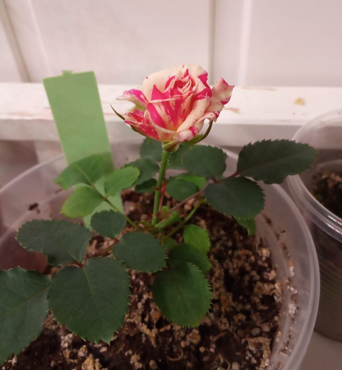 Абракадабра