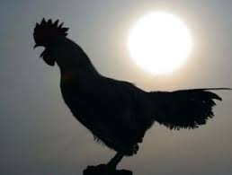 Зачем петух кукарекает ночью?
На самом деле он много раз кричит и днем. Но вот, ночью из-за тишины внимание на его крик акцентируется сильнее. Кричат петухи в любое время года и зимой, и летом. А, кстати, было замечено, что зимой он начинает кукарекать несколько позже. Значит, дело не только во внутренних биологических ритмах этой особенной птицы. Имеет место и внешний раздражитель, то есть, реагирование на начало нового дня.

Проснувшись, петух громко оповещает всех о своих правах на данную территорию. Человек может слышать пение петуха, находясь от него на расстоянии двух километров. Одинаковые по рангу петухи соседних участков отвечают тем же кукареканьем. Здесь просматривается еще одна причина петушиного крика – влияние сородичей.